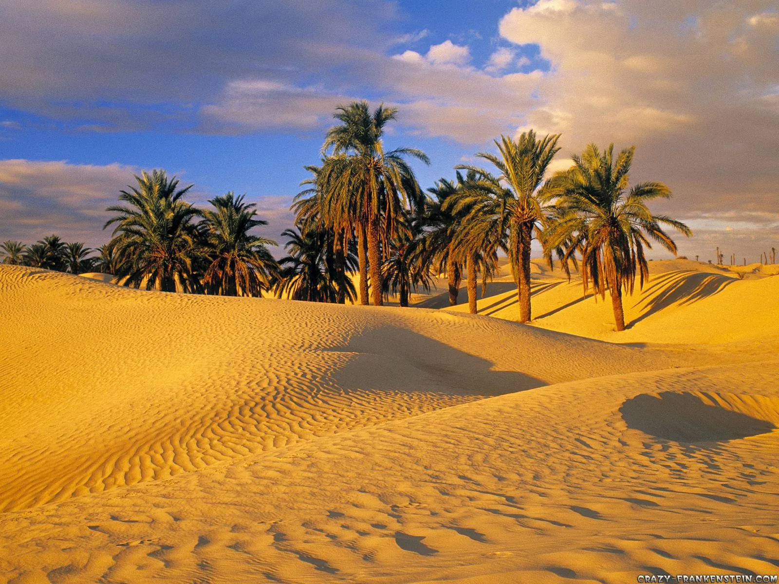 نخلستان در کویر